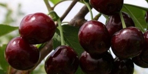 Najpotpuniji opis sorte trešnje iput